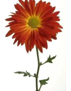 Red Rovers /  Morgan Mums 120 Stems 2