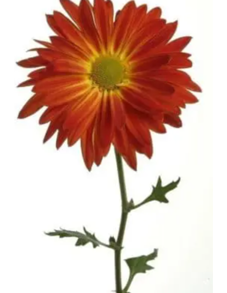 Red Rovers /  Morgan Mums 120 Stems