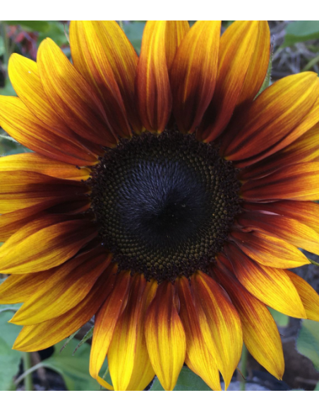 Wholesale Sunflowers