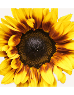 Wholesale Sunflowers 2