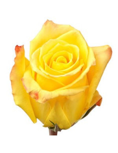 Mohana Yellow Rose