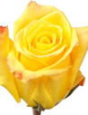 Mohana Yellow Rose