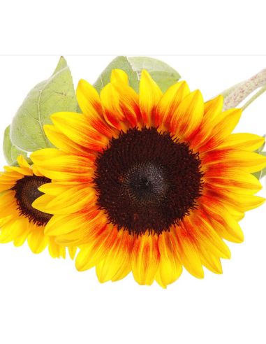Wholesale Sunflowers Wholesale Sunflowers