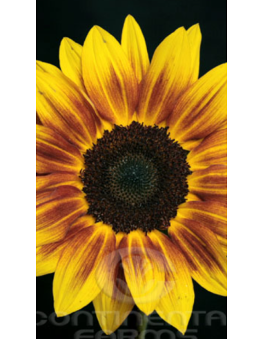 Wholesale Sunflowers Wholesale Sunflowers
