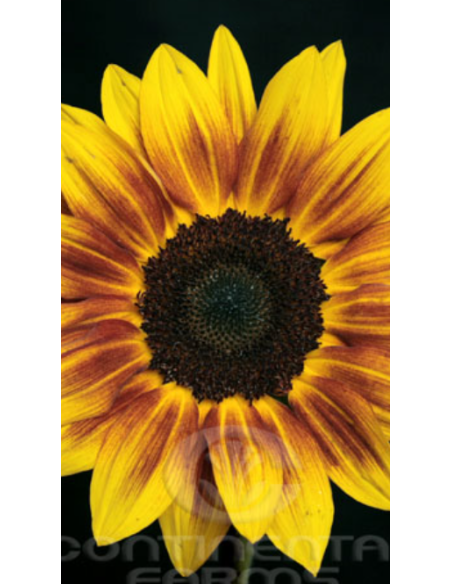 Wholesale Sunflowers