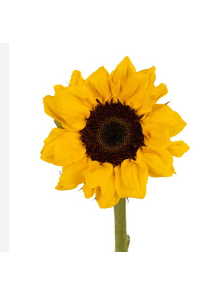 Vincent Choice Sunflowers 160 stems BULK BOX