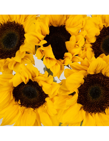 Vincent Choice Sunflowers 160 stems BULK BOX Vincent Choice Sunflowers 160 stems BULK BOX