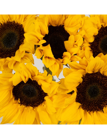 Vincent Choice Sunflowers 160 stems BULK BOX