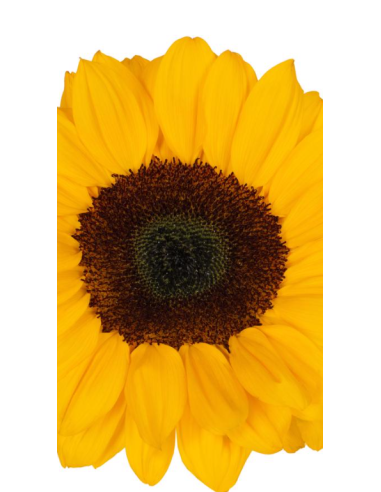 Vincent Choice Sunflowers 160 stems BULK BOX Vincent Choice Sunflowers 160 stems BULK BOX