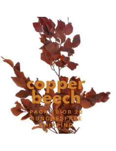 Copper Beech Fall pack BULK BOX