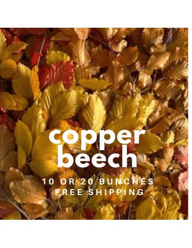 Copper Beech Fall pack BULK BOX Copper Beech Fall pack BULK BOX