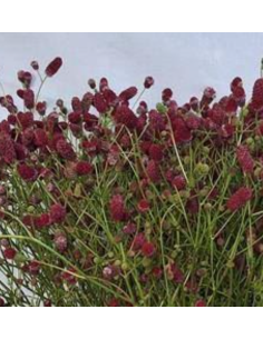 Sanguisorba Officinalis Arnhem