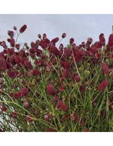 Sanguisorba Officinalis Arnhem