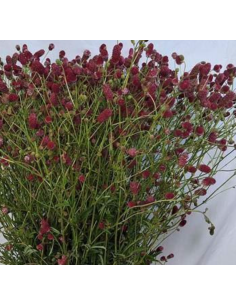 Sanguisorba Officinalis Arnhem 2