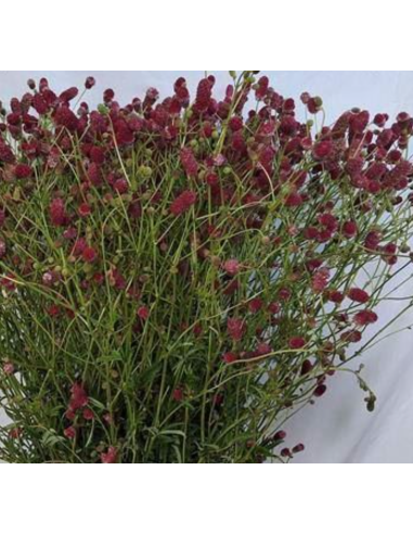 Sanguisorba Officinalis Arnhem