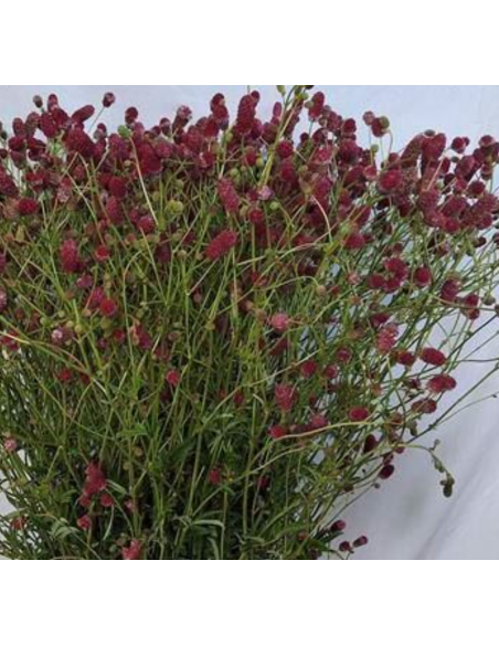 Sanguisorba Officinalis Arnhem