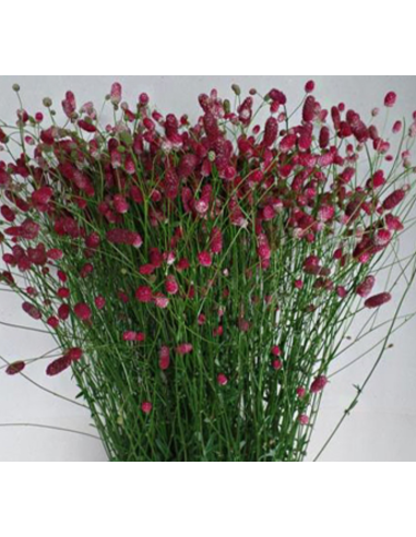 Sanguisorba Officinalis Arnhem