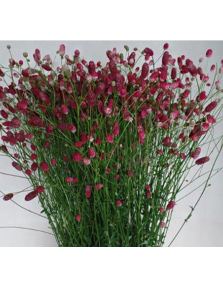 Sanguisorba Officinalis Arnhem