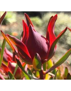 Leucadendron Salignum 100 stems 2