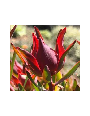 Leucadendron Salignum 100 stems