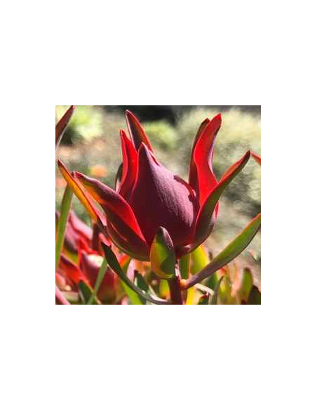 Leucadendron Salignum 100 stems