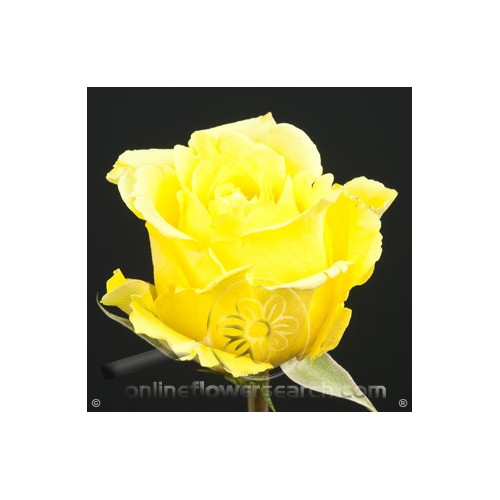 Storm Yellow Rose