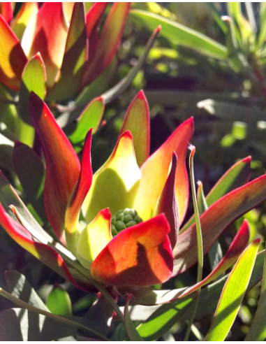 Leucadendron Salignum 100 stems
