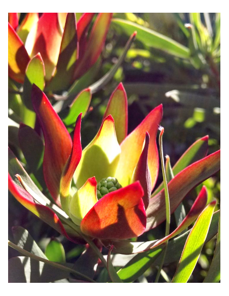 Leucadendron Salignum 100 stems