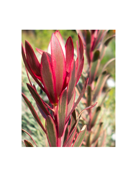 Leucadendron Jester 100 stems