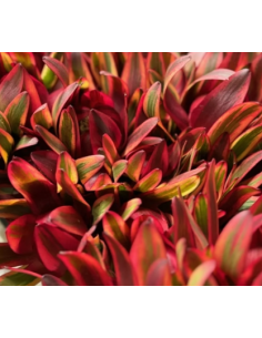 Leucadendron Jester 100 stems 2