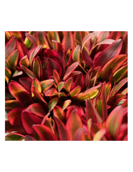 Leucadendron Jester 100 stems