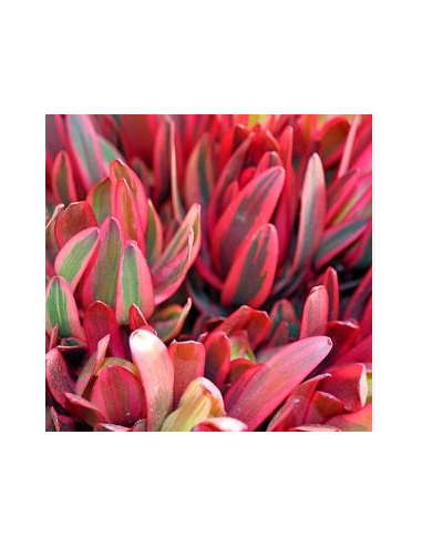 Leucadendron Jester 100 stems Leucadendron Jester 100 stems