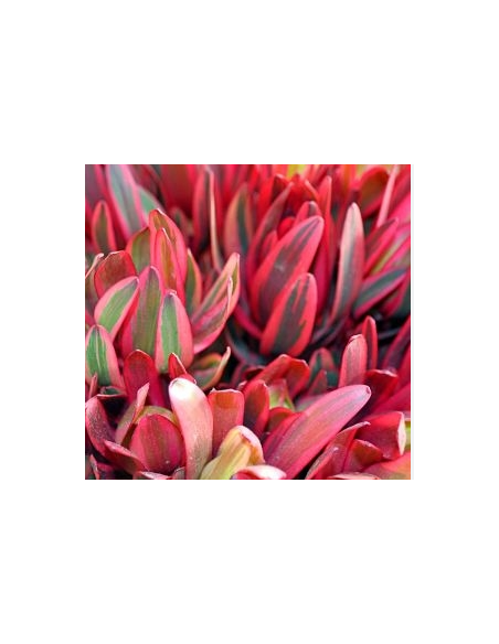 Leucadendron Jester 100 stems