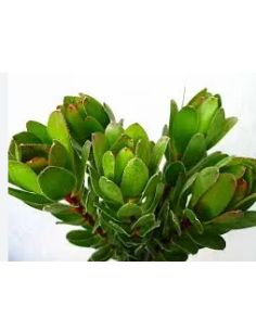 Leucadendron Goblet 50 stems