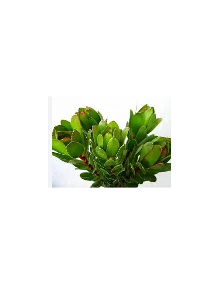 Leucadendron Goblet 50 stems