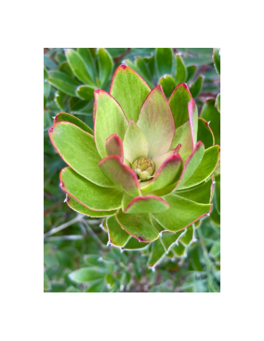 Leucadendron Goblet 50 stems Leucadendron Goblet 50 stems