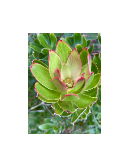 Leucadendron Goblet 50 stems