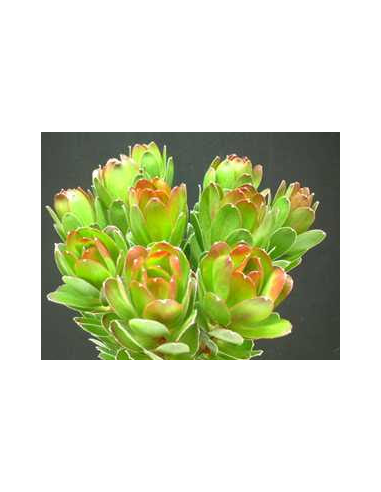 Leucadendron Goblet 50 stems Leucadendron Goblet 50 stems