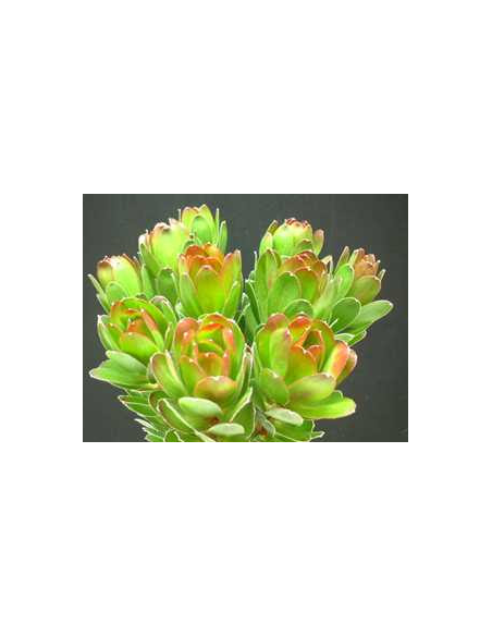 Leucadendron Goblet 50 stems