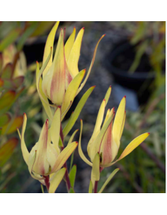 Leucadendron Inca Gold100 stems