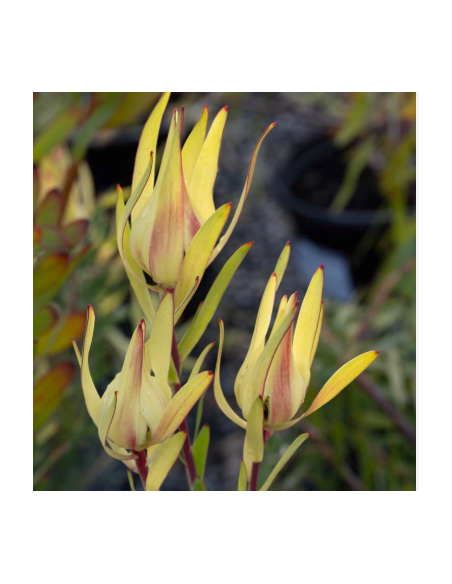 Leucadendron Inca Gold100 stems