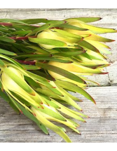 Leucadendron Inca Gold100 stems 2