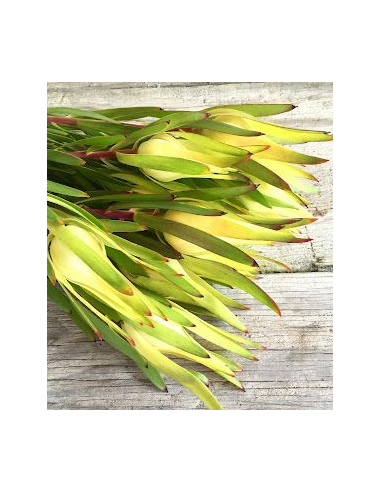 Leucadendron Inca Gold100 stems Leucadendron Inca Gold100 stems