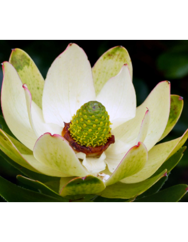 Leucadendron Inca Gold100 stems Leucadendron Inca Gold100 stems