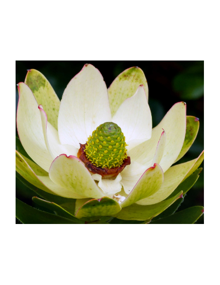 Leucadendron Inca Gold100 stems
