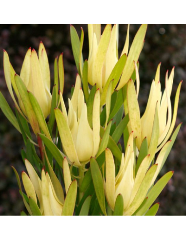 Leucadendron Inca Gold100 stems Leucadendron Inca Gold100 stems