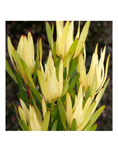 Leucadendron Inca Gold100 stems