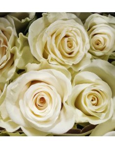White Mondial White Rose 125 stems