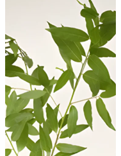 Bayleaf 5 / 10 /15 / 20 bunches 2