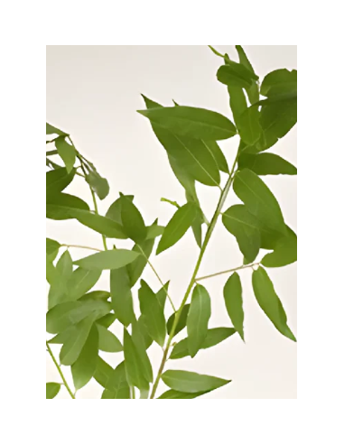 Bayleaf 5 / 10 /15 / 20 bunches Bayleaf 5 / 10 /15 / 20 bunches